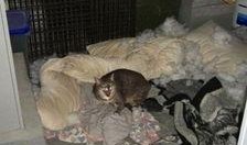 小孩爆料拆迁视频真实吗,真相还是谣言？